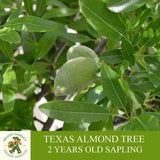 Texas Almond Sapling, Grafted Ready To Plant, With Tubed Soil, 2 Years Old Texas Almond Tree With Abundant Fruit, For Pot and Garden
