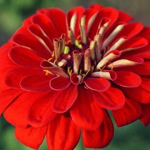 Zinnia - 20 Cherry Queen Zinnias Flower Plant Seeds, Red Flower Seeds, Annual Flower Seed