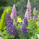 Pearl Lupin Tarwi Lupine Flowers Blend 1g - 50 Seeds - Lupinus Mutabilis NON GMO