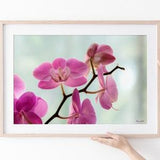 Orchid flower wall art - Pink flower photography on paper, canvas or metal - Fine art photography print - Gift for her - Romantic d???cor