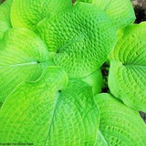 DIMPLED GOLD HOSTA!!! Huge Puckered Large Thick Leaves Shade, 10 Seeds