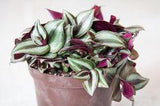 Mis¡§¡§re (Tradescantia zebrina) : entretien, arrosage, rempotage Flower Delivery