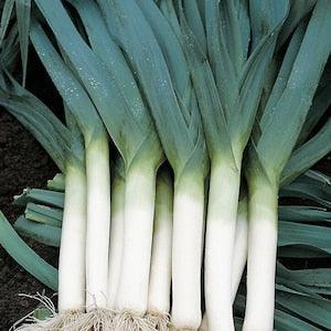 50 Leek Seeds, Organic Vegetables, Reproducible & GMO-free, Allium Porrum, Kitchen Garden, Farmer Seeds