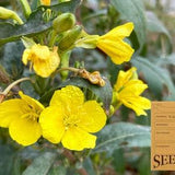 Ontario Native Plant Seeds - Common Evening Primrose - Oenothera biennis