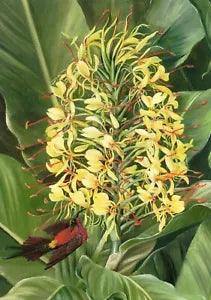 Ginger Lily & Sunbird, India, 1878, by Marianne North (1830-1890) --POSTCARD