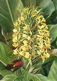 Ginger Lily & Sunbird, India, 1878, by Marianne North (1830-1890) --POSTCARD