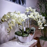 Real touch Orchids