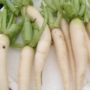 Daikon -Fracking Radish Seeds -Ground Cover Radish -Bio Drill/Tiller Radish -Asian Radish