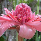 Torch Ginger 'Pink' - Etlingera Elatior 