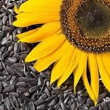 Organic Sunflower Seeds, 50 Bulk Sun Flower Garden Seed, Prepper Seeds, Black Oil Sunflowers, Grow Your Own Tea + Snacks + Animal Feed