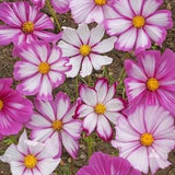 COSMOS Flowers Seeds  Safe for bees   New  Easy to grow