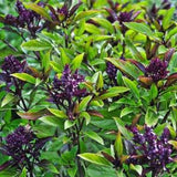 100 +seeds Organic Thai Siam Queen Basil Extra-large, flavorful leaves