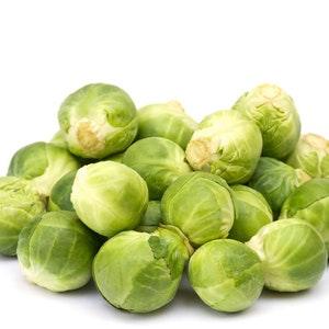 Brussels Sprouts - Groninger 2g - 300 NON GMO Seeds - Brassica Oleracea Gemmifera