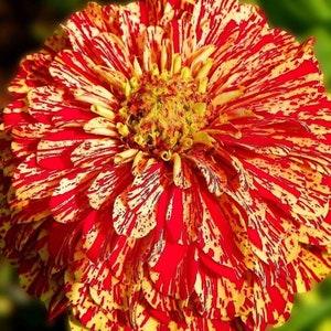 Candy Stripe Zinnia - Zinnia elegans - Rare 'Plant' Seeds - Sweet Stripe Zinnia, Red-Yellow, Painted Zinnia,Rainbow Zinnia,Multicolor Zinnia