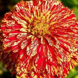 Candy Stripe Zinnia - Zinnia elegans - Rare 'Plant' Seeds - Sweet Stripe Zinnia, Red-Yellow, Painted Zinnia,Rainbow Zinnia,Multicolor Zinnia