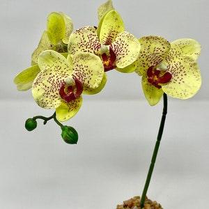 14" 1-stem Pale Yellow PHALAENOPSIS ORCHID Soft Silk plant, Stone base