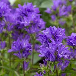 100+  Clustered Bell Flower Seeds- Superbra- Dahurica Flower- CAMPANULA GLOMERATA---(B131)
