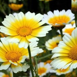 Edible frilly chrysanthemum SEEDS cut flower bouquet attracts Butterflies Bees  Feed birds Urban Food forest/garden