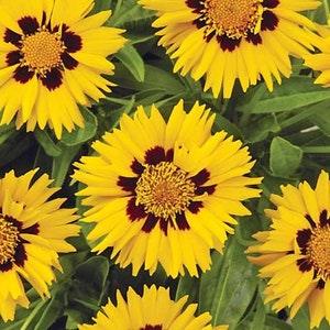 50+  Sunfire Coreopsis Glandiflora Perennial Flower Seeds----B142