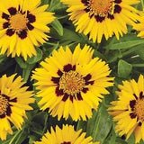 50+  Sunfire Coreopsis Glandiflora Perennial Flower Seeds----B142