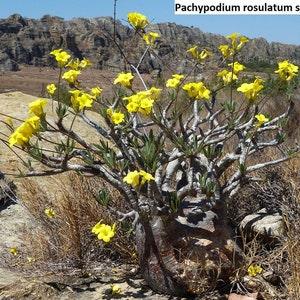 Pachypodium rosulatum subsp. cactipes - Elephant's Foot Plant - 5 Seeds