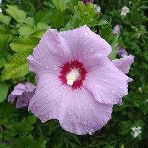 Rose of Sharon Seed- Grow Your Own Hardy Hibiscus, Althea Flowering Shrub