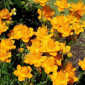 CHINESE GLOBE FLOWER Gold Queen Trollius Chinensis, 10 Seeds