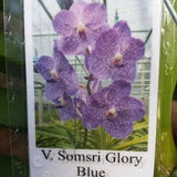 Orchid Vanda Somsri Glory Blue