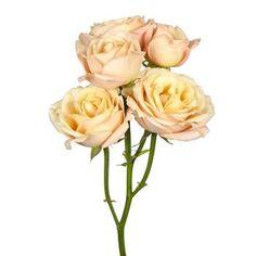 Sahara Spray Rose | FiftyFlowers.com Flower Delivery
