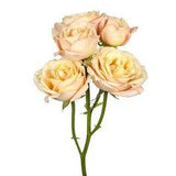 Sahara Spray Rose | FiftyFlowers.com Flower Delivery
