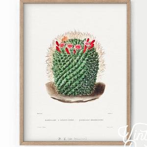 Cactus print Desert plant Boho wall art Vintage botanical Daughter gift Succulents wall decor Teen room wall art Gift for mum Green color