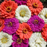 ANNUAL | 'Under The Sea' ZINNIA | 50 Seeds | Large Beautiful Blooms | Attracts Butterflies, Bees, Hummingbirds | Cutflower For Arrangements