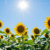 Large Seeded Tall Sunflower Seeds, Sunflower Seeds
