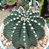 Moon Cactus - Gymnocalycium stenopleurum 'pink' - Rare 'Cactus' Seeds - Chin Cactus, Green-White, Gymnocalycium mihanovichii, Cactaceae