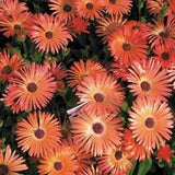Ice Plant -Livingston Daisy (Dorotheanthus Bellidiformis) Orange- 100 Seeds