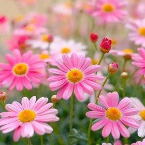 50+ seeds Elegant cottage Garden flower Heirloom Chrysanthemum Seeds - Painted Daisy - pink