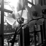 Orchid Photo - Orchids in the Morning, Floral Print, Orchid Print
