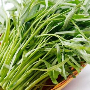 LARGE PACKET | 100-1000 Seeds of Non-GMO Water Spinach-Ipomoea Aquatica- Kang Kong - Ships From Canada | Vegetable Seeds. New