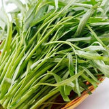 LARGE PACKET | 100-1000 Seeds of Non-GMO Water Spinach-Ipomoea Aquatica- Kang Kong - Ships From Canada | Vegetable Seeds. New