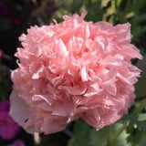 Beautiful pink peony-like double poppy seeds (more than 100 seeds)