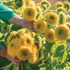 40 seeds / Lovely Teddy Bear Sunflower /  Branching / (#82)