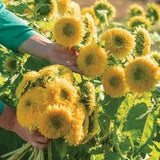 40 seeds / Lovely Teddy Bear Sunflower /  Branching / (#82)