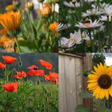 Medium Butterfly Garden Seed Kit #3 - Flower Seeds - Easy Garden Kit - Kids Gardening Gift - 4 Seed Packets