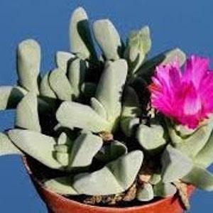 Cheiridopsis Succulent Mixed Seed Pack - Succulent Houseplant Seeds