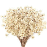 300 Pcs Dried Flowers with Stems Mini Flowers Bouquet White Dried Daisy Flower