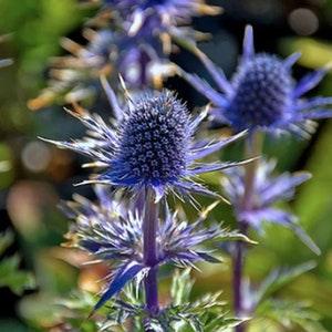 30+ seeds / Sea Holly Seed / Perennial Plant / Deer resistant / Eryngium planum / Blue Flower / (#W32)