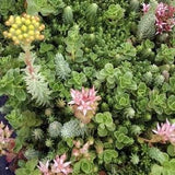 100 Seeds-Sedum Roof Garden Mix Seeds-- Drought Tolerant - Excellent Perennial-Q087