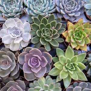 Echeveria Seed Mix, 25 Seeds, Echeveria Collection, Succulent Seeds