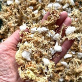 Sphagnum moss orchid mix, Soilless mix for Phalaenopsis orchids, New Zealand AAA+ sphagnum moss mix, Orchid repotting mix - 1 gallon