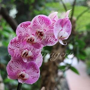 Pink and white Phalaenopsis Orchid against its natural background.